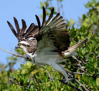 Western Osprey