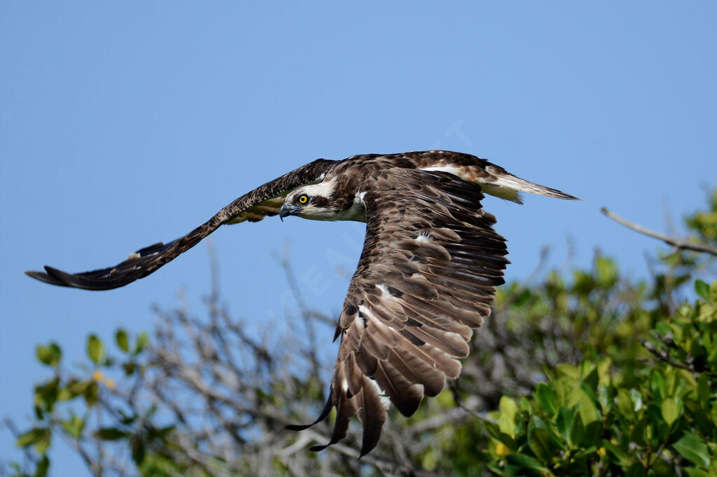 Western Ospreyadult