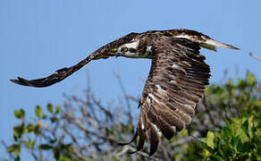 Western Osprey