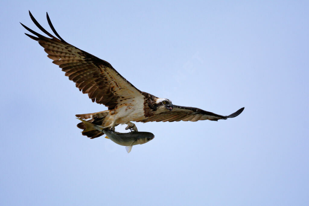 Osprey, fishing/hunting