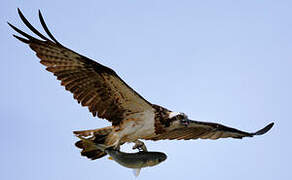 Western Osprey