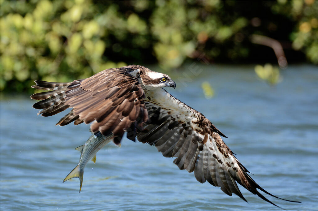 Balbuzard pêcheuradulte