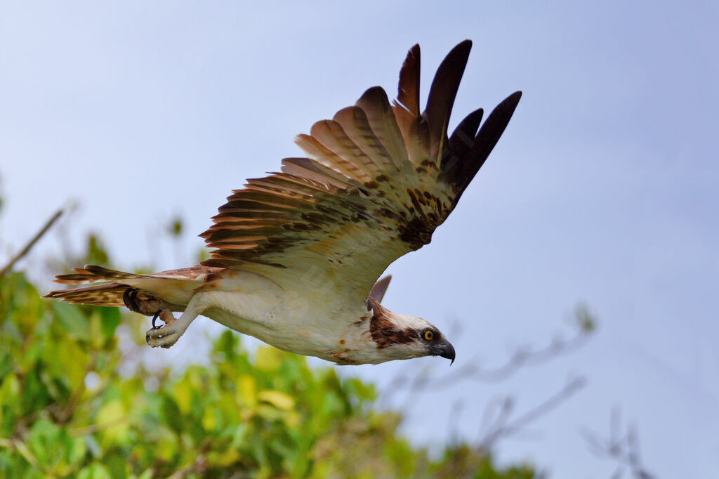 Western Osprey, Flight