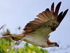 Western Osprey