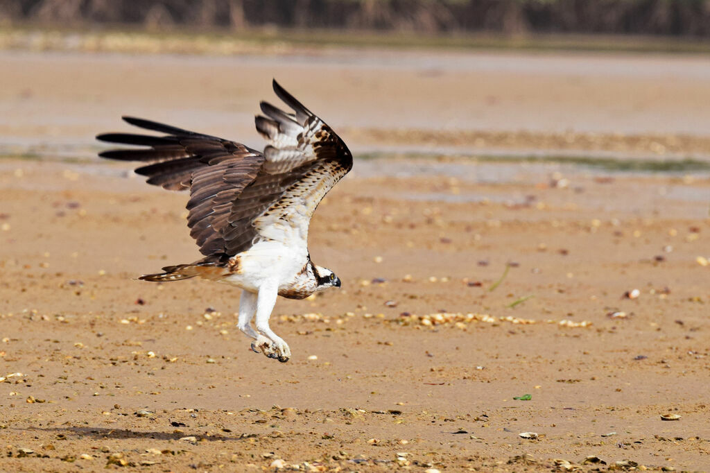 Western Osprey