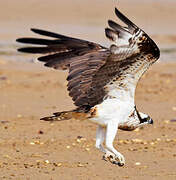 Western Osprey