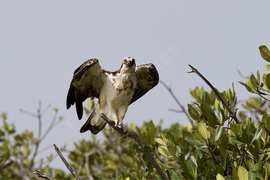 Western Osprey