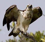 Western Osprey