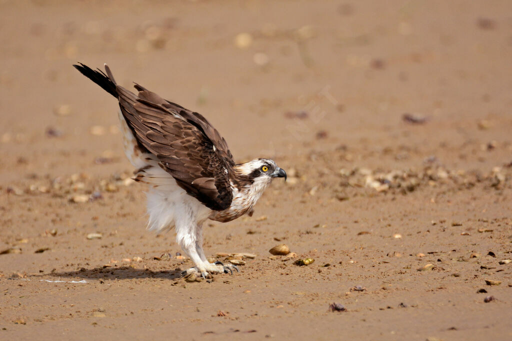 Western Osprey