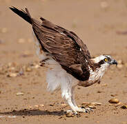 Western Osprey