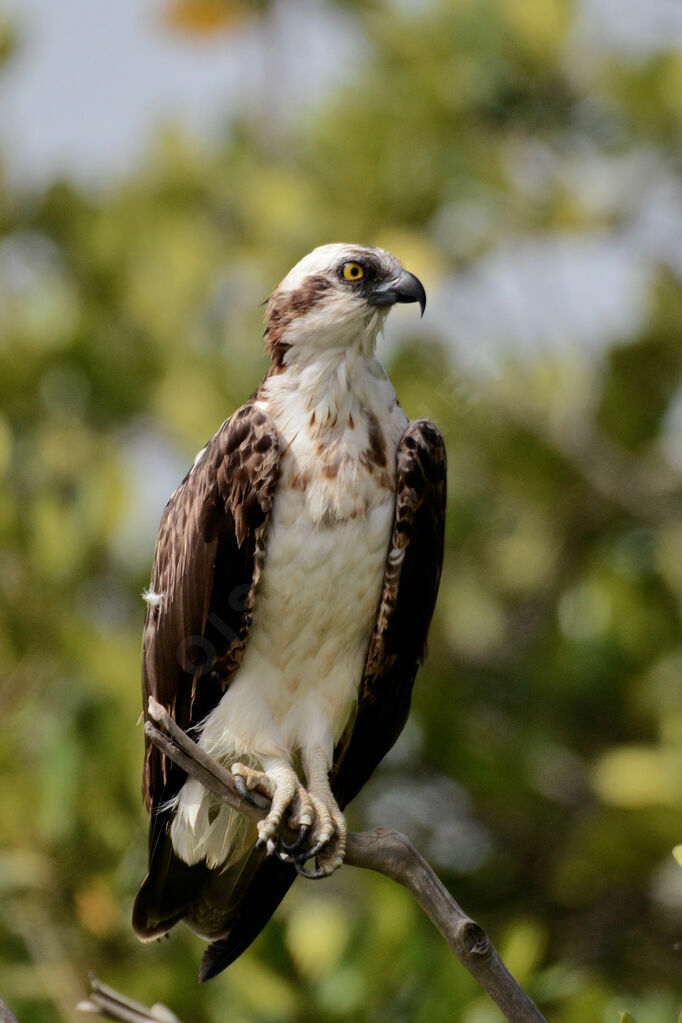 Western Osprey