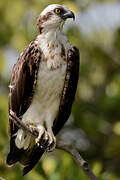 Western Osprey