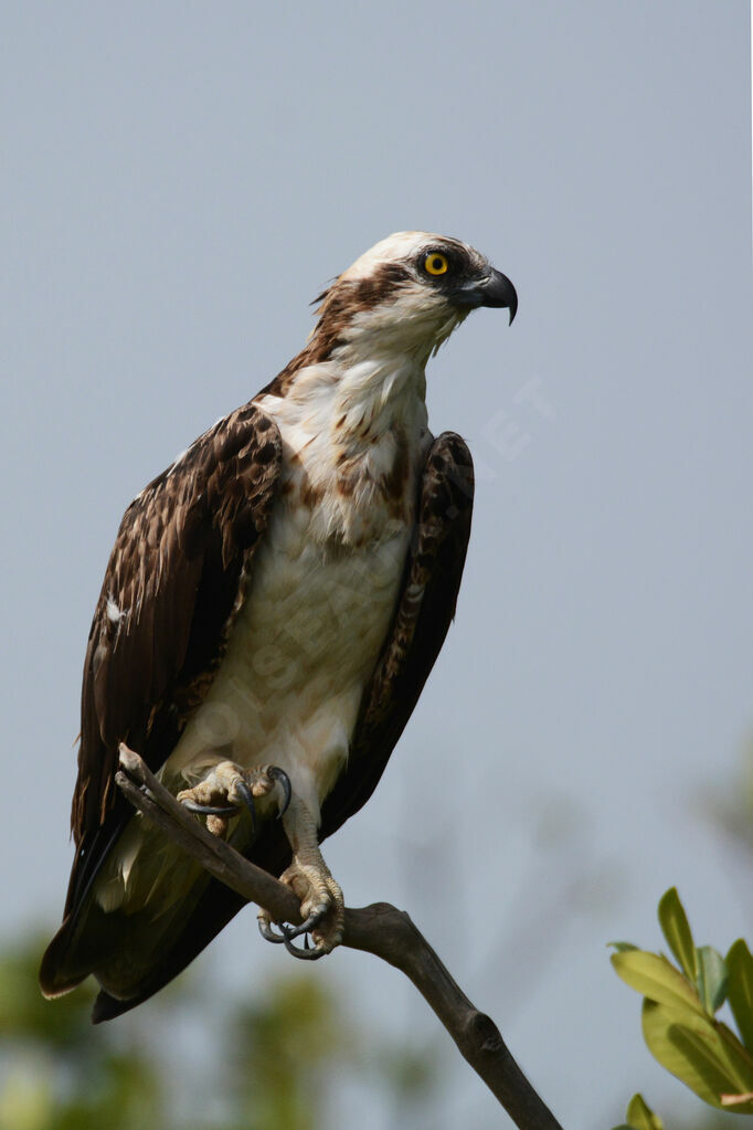 Western Osprey