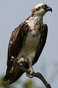 Western Osprey