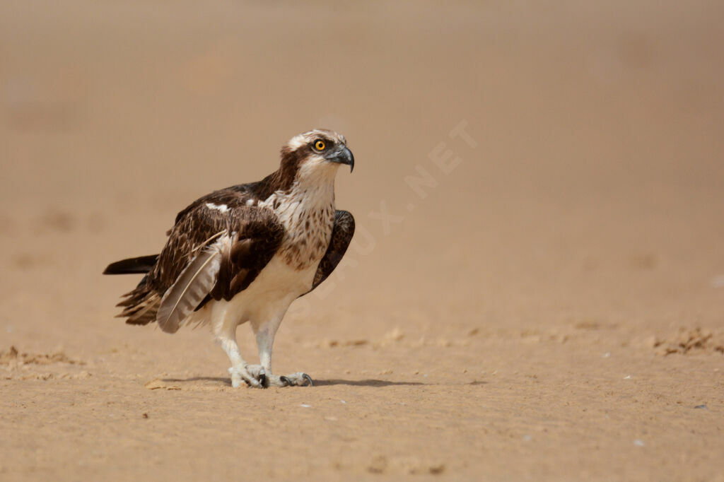 Western Osprey