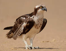 Western Osprey