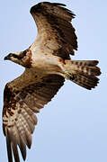 Western Osprey