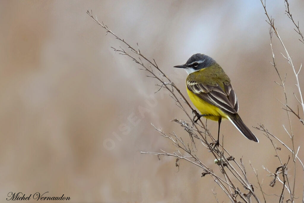 Western Yellow Wagtailadult