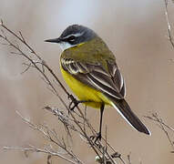 Western Yellow Wagtail