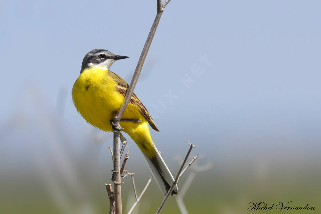 Western Yellow Wagtailadult