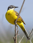 Western Yellow Wagtail