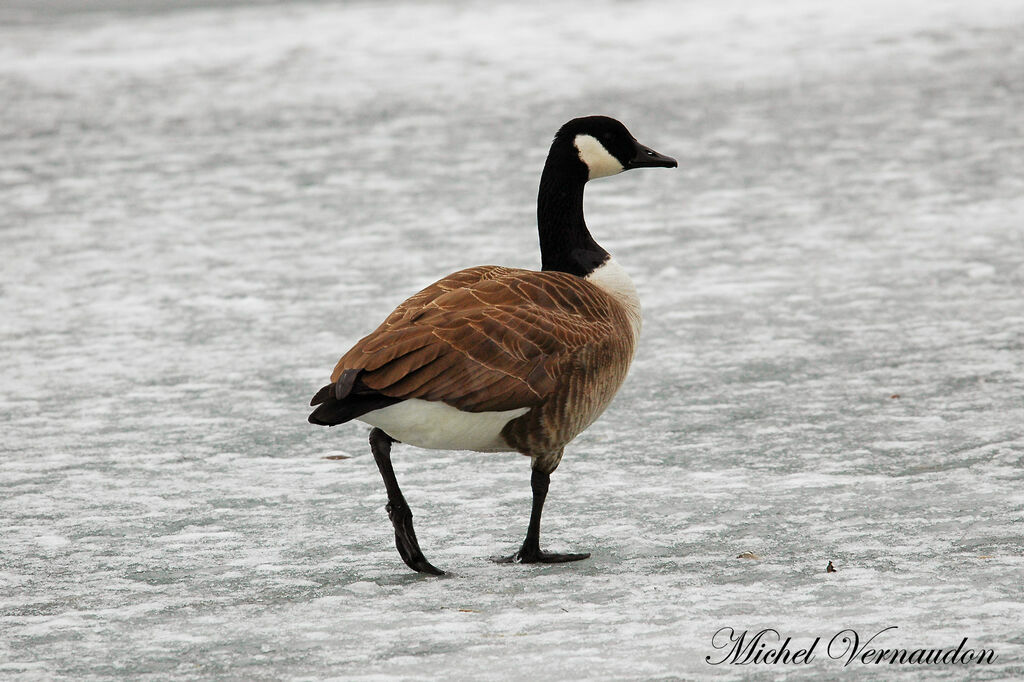 Canada Gooseadult