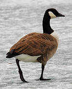 Canada Goose