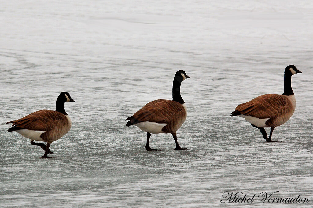 Canada Gooseadult