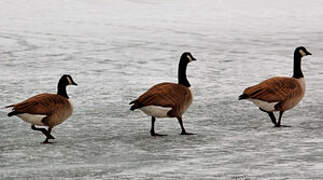 Canada Goose