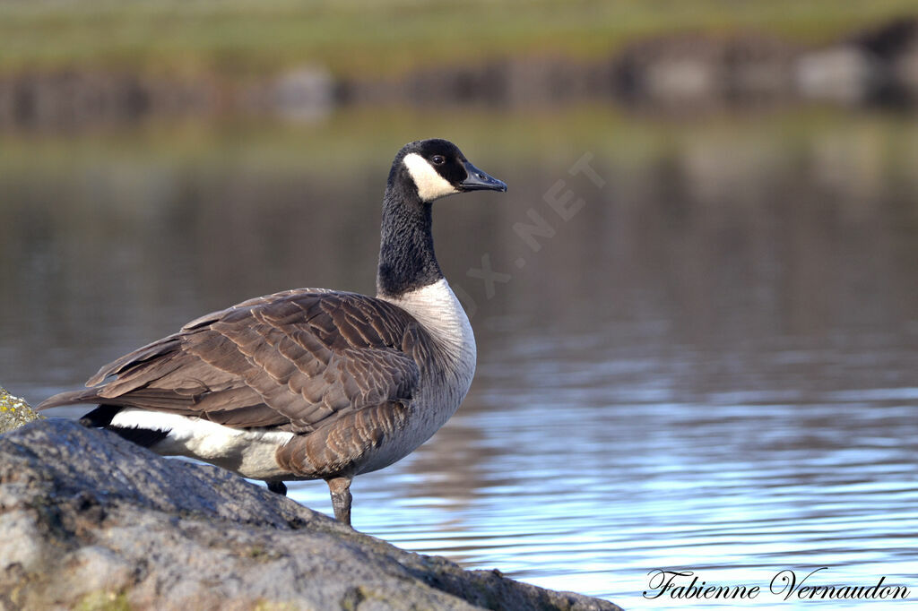 Canada Gooseadult