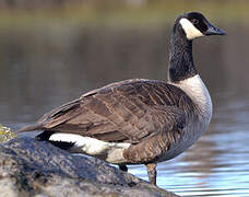 Canada Goose