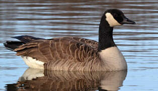 Canada Goose