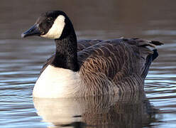 Canada Goose