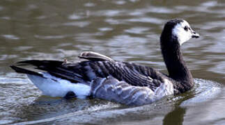 Barnacle Goose