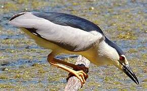 Black-crowned Night Heron