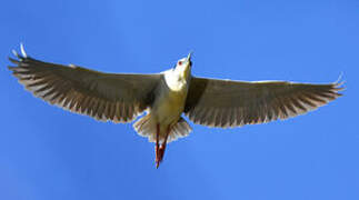 Black-crowned Night Heron