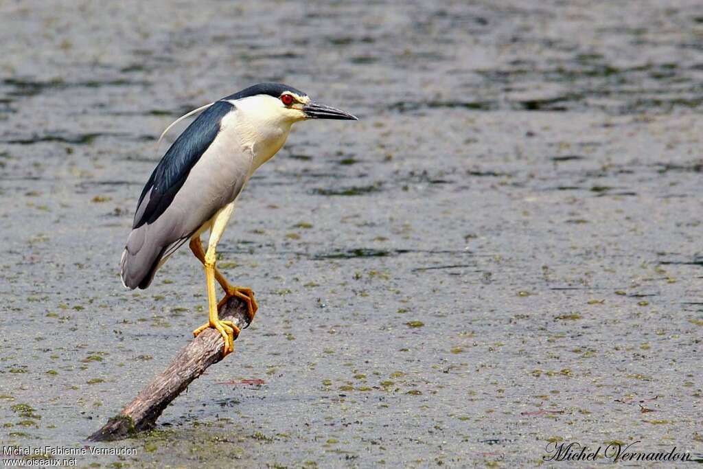 Black-crowned Night Heronadult post breeding