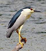 Black-crowned Night Heron