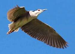 Black-crowned Night Heron