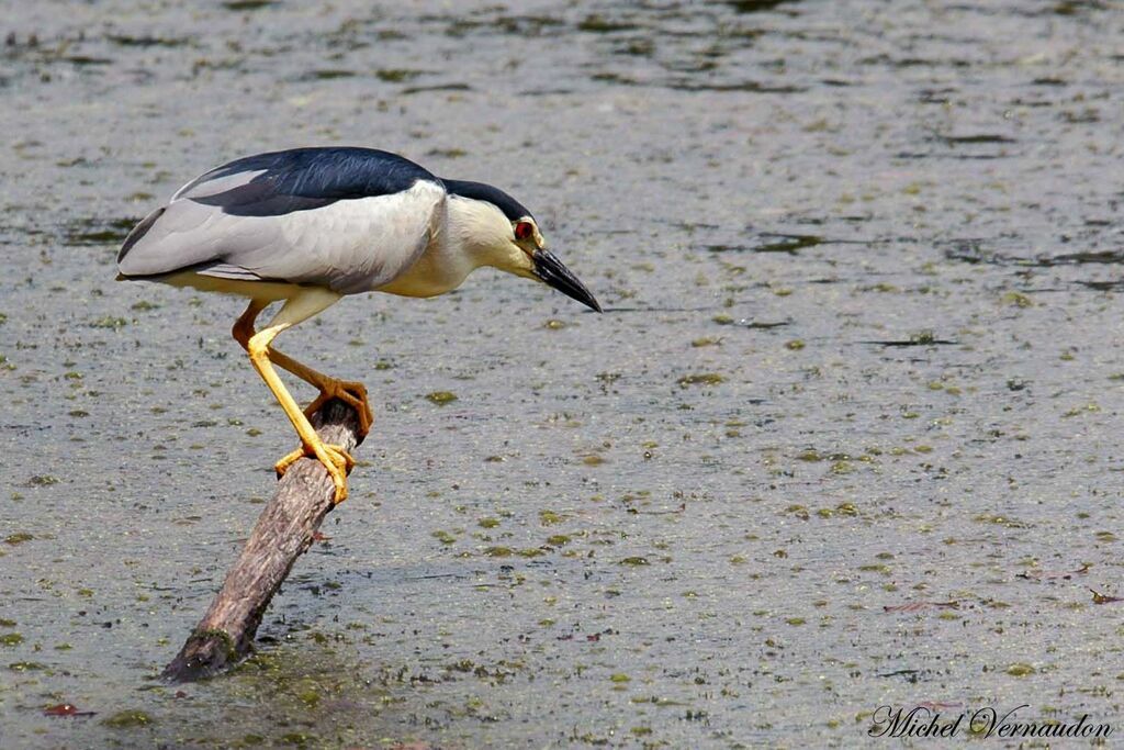 Black-crowned Night Heronadult post breeding