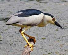 Black-crowned Night Heron