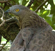 European Honey Buzzard