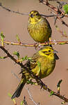 Bruant jaune