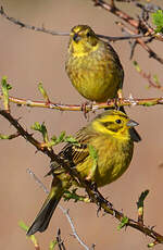 Bruant jaune