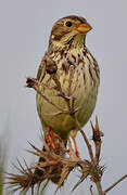 Corn Bunting