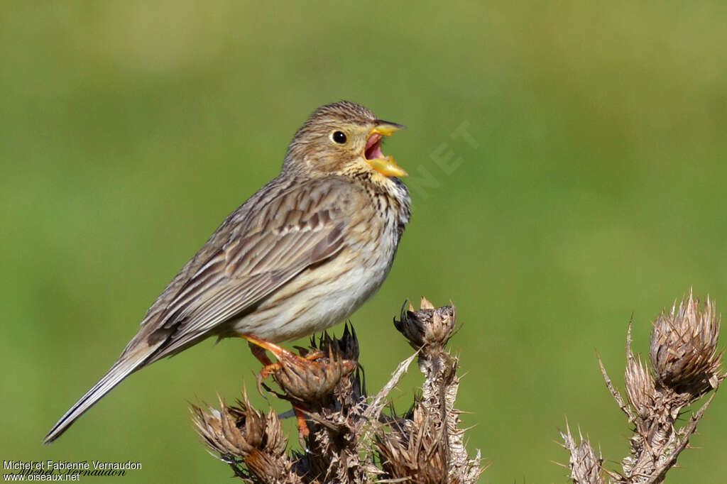 Corn Bunting male adult