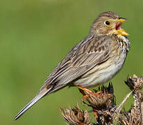 Corn Bunting