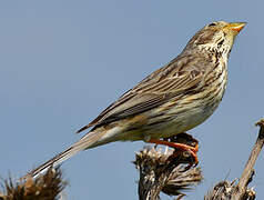 Corn Bunting