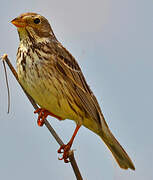 Corn Bunting