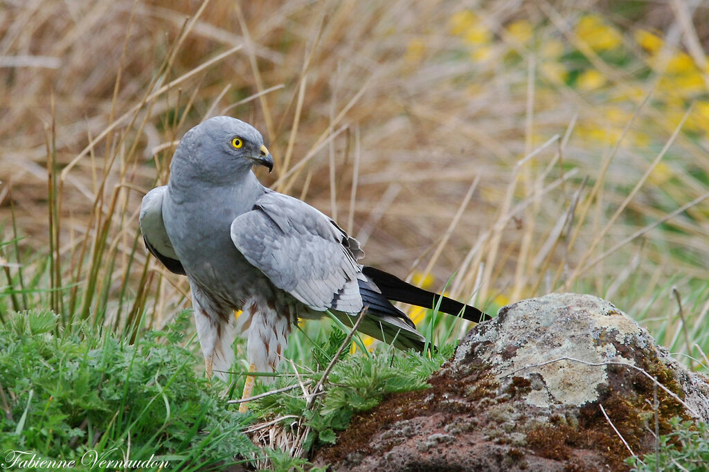 Montagu's Harrier male adult